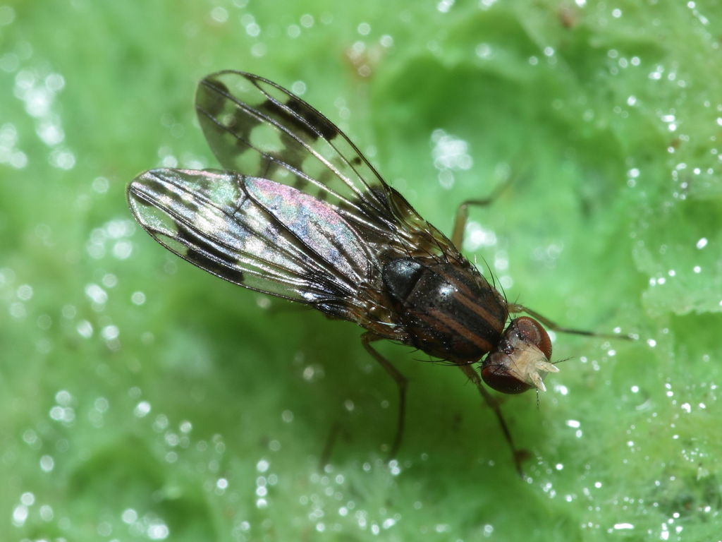 Drosophila adiastola Waikamoi 7001