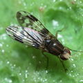 Drosophila adiastola Waikamoi 7001
