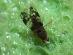 Drosophila adiastola Waikamoi 7002