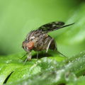 Drosophila adiastola Waikamoi 7039