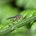 Drosophila adiastola Waikamoi 7040.jpg