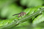 Drosophila adiastola Waikamoi 7040