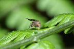 Drosophila adiastola Waikamoi 7041