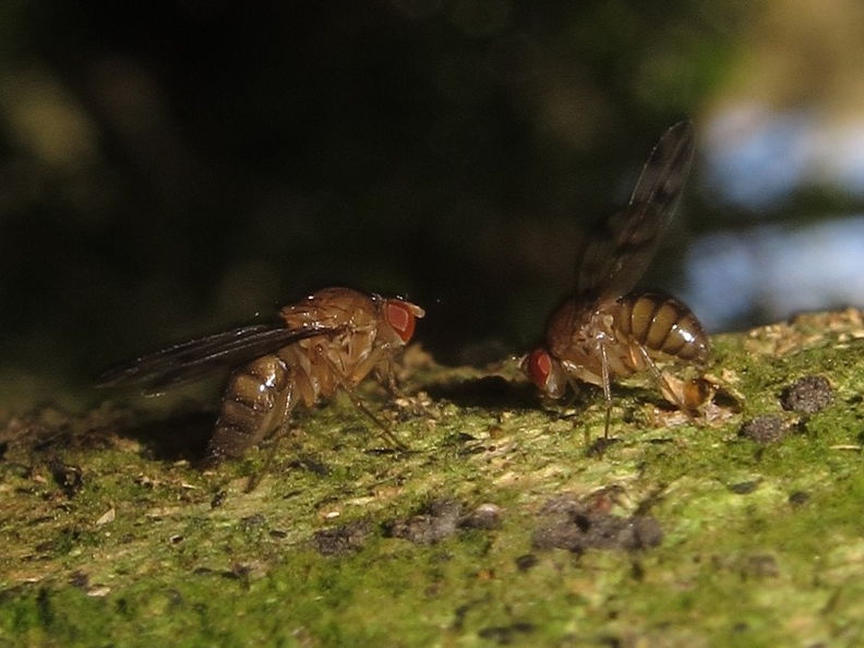 Drosophila amb-mon courtship Pualii 5352