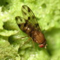 Drosophila ambochila Ekahanui 0992