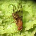 Drosophila ambochila Ekahanui 0994.jpg
