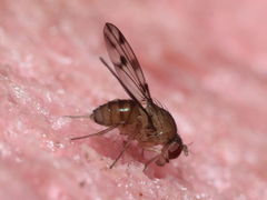 Drosophila ambochila Hapapa 4387