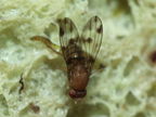 Drosophila ambochila Hapapa 4388