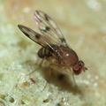 Drosophila ambochila Hapapa 4389