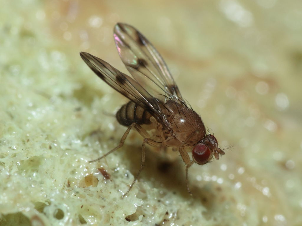 Drosophila ambochila Hapapa 4390