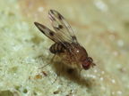 Drosophila ambochila Hapapa 4390