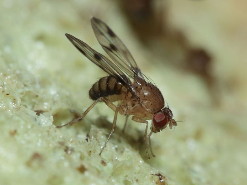 Drosophila ambochila Hapapa 4392.jpg