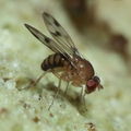 Drosophila ambochila Hapapa 4392