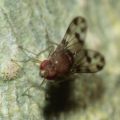 Drosophila ambochila Hapapa 4393