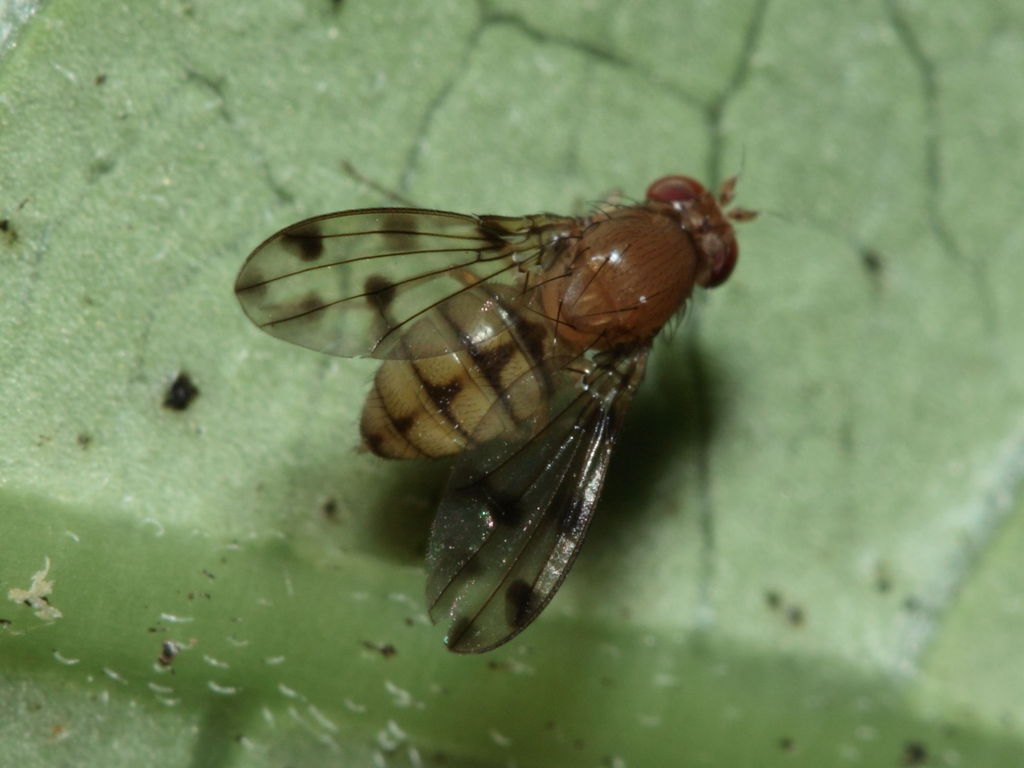 Drosophila ambochila Hapapa 4443
