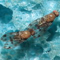 Drosophila ambochila Hapapa 4593.jpg