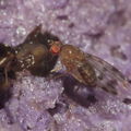 Drosophila ambochila Hapapa 9582