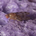 Drosophila ambochila Hapapa 9584