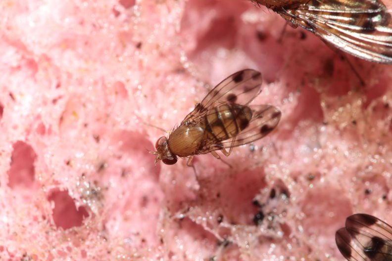 Drosophila ambochila Kaluaa 4167.jpg