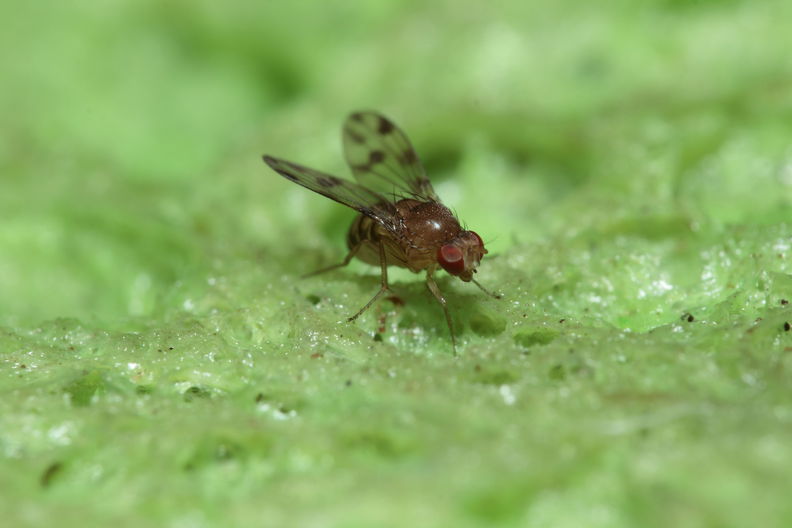 Drosophila ambochila Kaluaa 4210.jpg