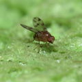 Drosophila ambochila Kaluaa 4210