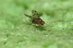 Drosophila ambochila Kaluaa 4210