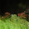 Drosophila ambochila Kaluaa 5259.jpg