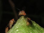 Drosophila ambochila Kaluaa 5260