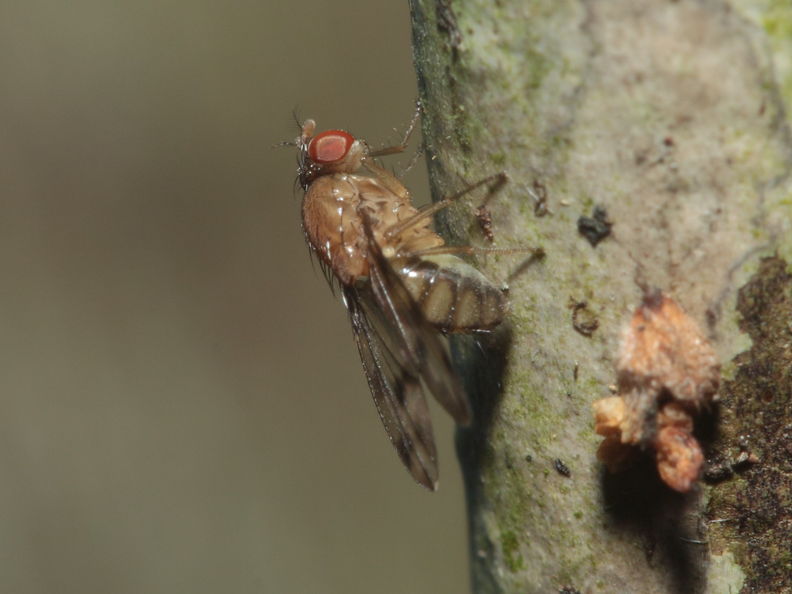 Drosophila ambochila Kaluaa 9620.jpg