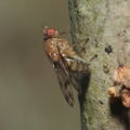 Drosophila ambochila Kaluaa 9620
