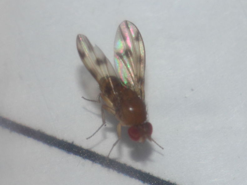 Drosophila ambochila Palikea 1927.jpg