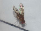 Drosophila ambochila Palikea 1927
