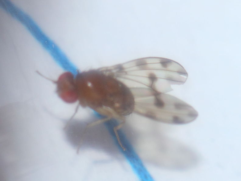 Drosophila ambochila Palikea 1928.jpg