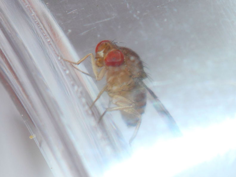 Drosophila ambochila Palikea 1932.jpg