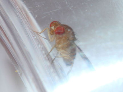 Drosophila ambochila Palikea 1932