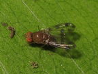 Drosophila ambochila Pualii 5355