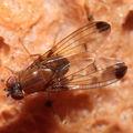 Drosophila anomalipes Pihea 3877
