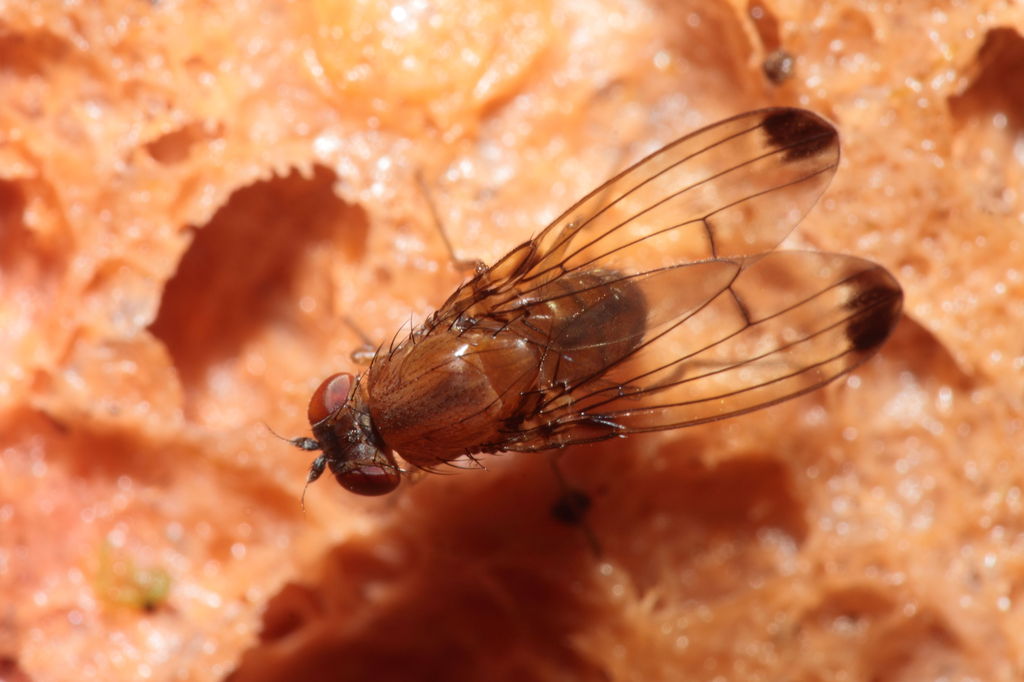 Drosophila anomalipes Pihea 3879
