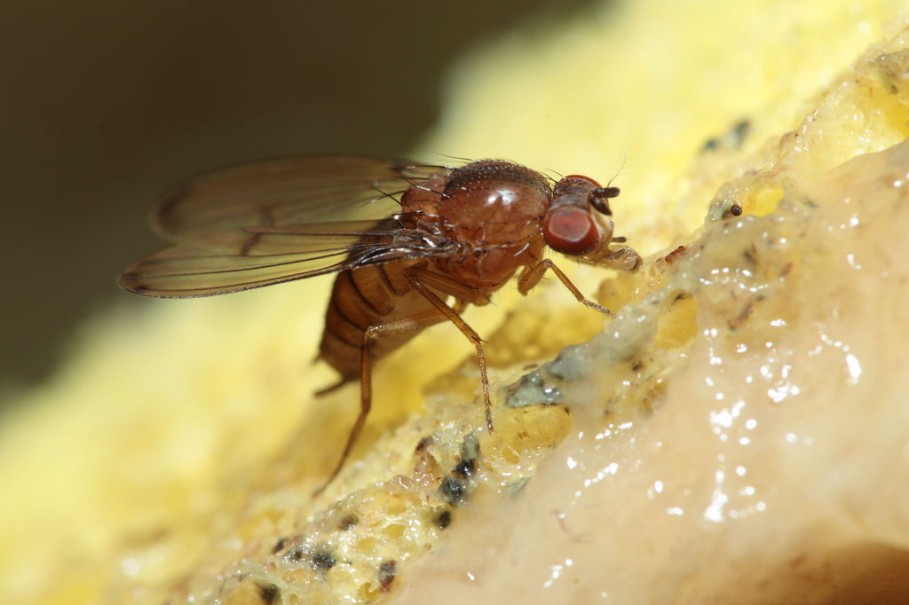 Drosophila anomalipes Pihea 3898
