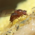 Drosophila anomalipes Pihea 3898