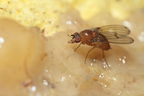 Drosophila anomalipes Pihea 3900