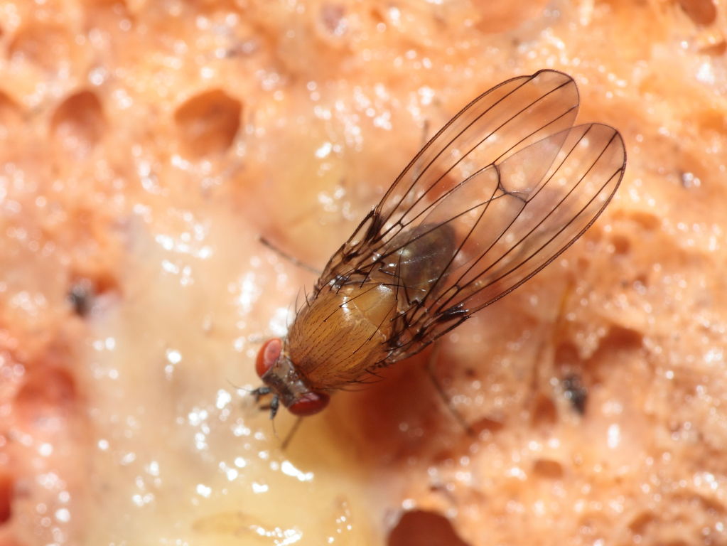 Drosophila anomalipes Pihea 3952