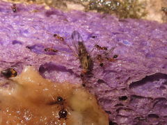 Drosophila ant predation Ohikilolo 4147