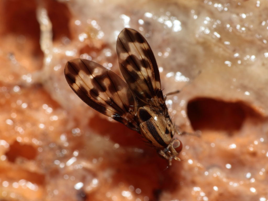 Drosophila bostrycha Hanalilolilo 6704