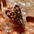 Drosophila bostrycha Hanalilolilo 6704
