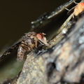 Drosophila cilifera Mokomoko 6751
