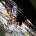 Drosophila cilifera Mokomoko 6752
