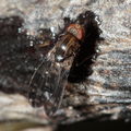 Drosophila cilifera Mokomoko 6759.jpg
