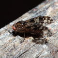 Drosophila cilifera Mokomoko 6763