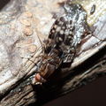Drosophila cilifera Mokomoko 6766